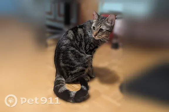 Chat perdu, Rue Jean Moulin, Quéven - tigré, stérilisé et tatoué - photo