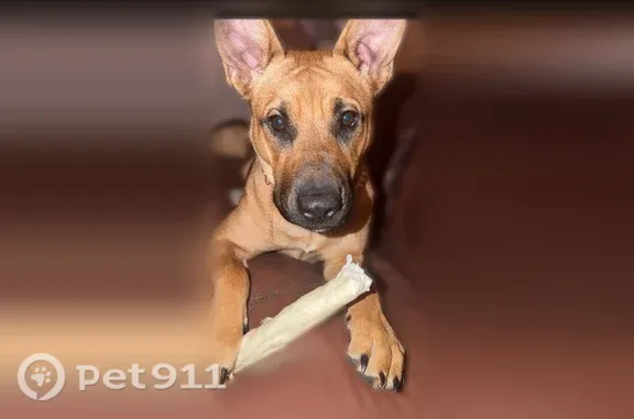 Lost pets Wichita Falls, photo: Lost dog, Astin Avenue, 524, Wichita Falls - female, responds to Sunshine