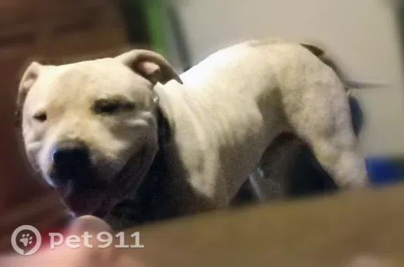 Lost dog, East Reading Street, 2233, Tulsa - male, white American bulldog with a blue eye patch - photo