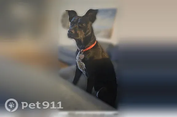 Lost pets Norfolk, photo: Lost dog, Patrician Drive, 11, Hampton, Norfolk - skittish, energetic male