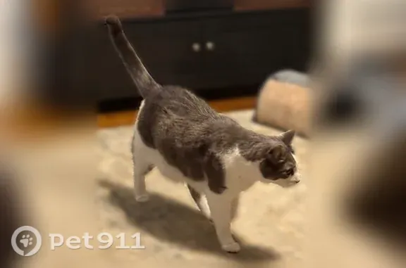 Lost cat, Deer Run Road, 1231,...