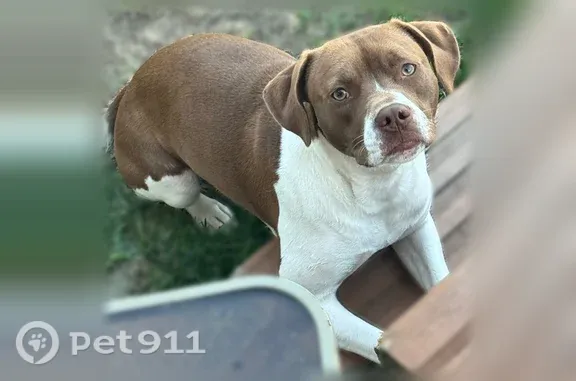 Brown & White. Small Pitbull mix, maybe 40lbs at most. No collar. We in the Spring Hill neighborhood off Sulphur Springs Rd. She was last seen near the woods off Shannon Ct in the Webber Springs neighborhood.