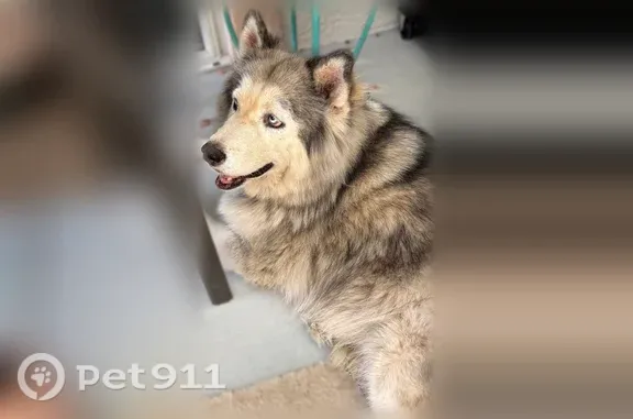 Lost and found pets Lakeside, photo: Found dog, Pino Drive, Lakeside, Arlington — female husky mix with light blue eyes