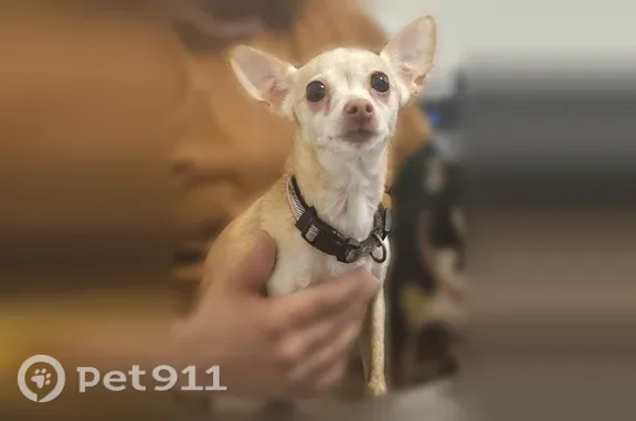 Lost dog, Olcott Avenue, 4321, East Chicago - female Chihuahua, spayed - photo