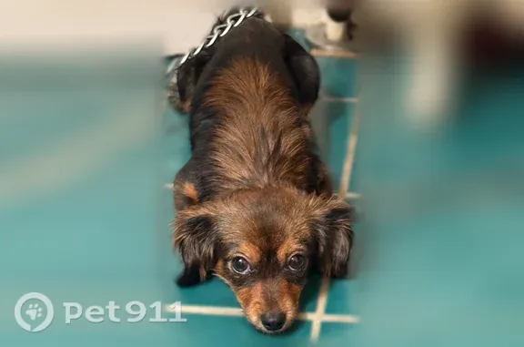 Missing dog Manhattan, photo: Lost dog, Elizabeth, New Jersey, Manhattan — female, small chihuahua-dachshund mix