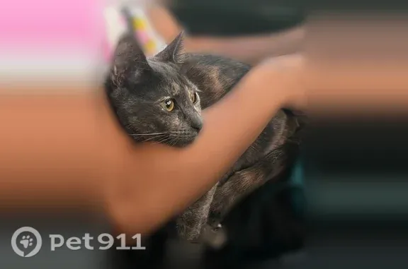 Lost cat, South Pennsylvania A...