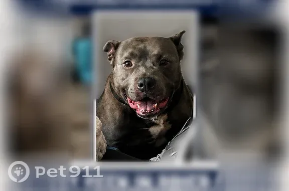 Lost pets Raleigh, photo: Lost dog, Sumter Heights Court, 7699, Raleigh - stocky, strong