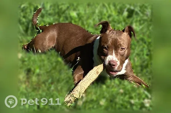 Lost dog - female, Adams Street, 949, Cincinnati - photo