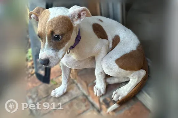 Found pets Pensacola, photo: Found dog, Prieto Drive, 5111, Pensacola - young female puppy with a blue collar