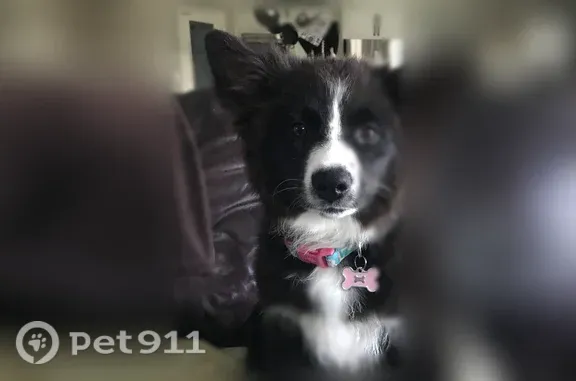 Lost dog, Catoosa, Oklahoma, Oklahoma City — female - photo