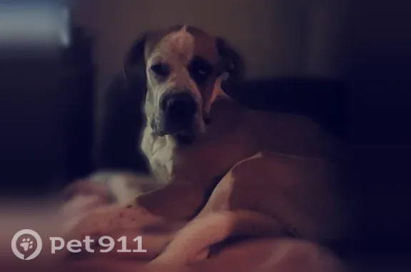 Lost pets Allen, photo: Lost dog, Southwest Parkway, 2720, Wichita Falls - brown and white, no collar