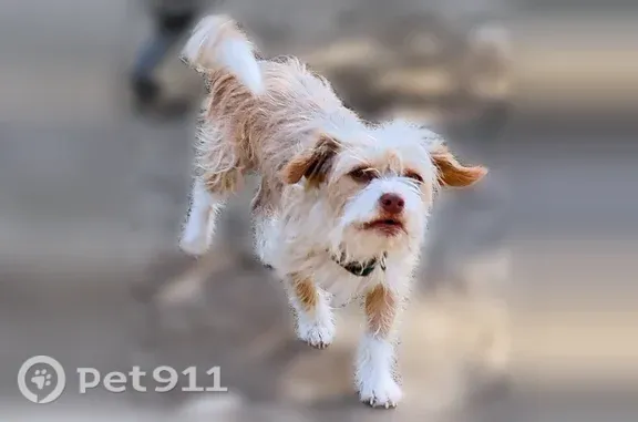 Lost dog, North Roosevelt Avenue, 1102, Fresno - male terrier with blue eyes - photo