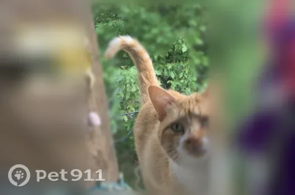 Lost cat, Whispering Pine Road, 905, Little Rock - neutered male orange tabby with green eyes - photo