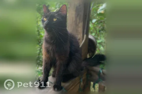 Lost cat, Whispering Pine Road, 905, Little Rock - long-haired black male - photo