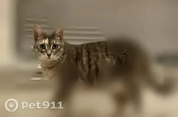Lost pets Youngstown, photo: Lost cat, McCoppin Park Court, 3531, Youngstown — female, tricolored dilute torbie