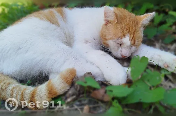 Chat perdu mâle, Rue Roger Salengro, Famars, Lille - n'a qu'un œil valide - photo