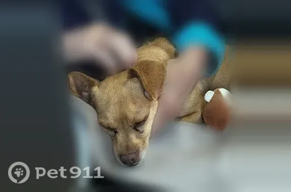 Lost dog, Homewood Drive, 2422, San Jose — friendly brown Chihuahua/dachshund mix - photo