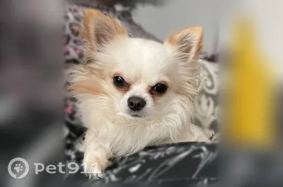 Chien perdu Paris, photo : Chien perdu mâle, Pantin, Paris - chihuahua blanc très craintif