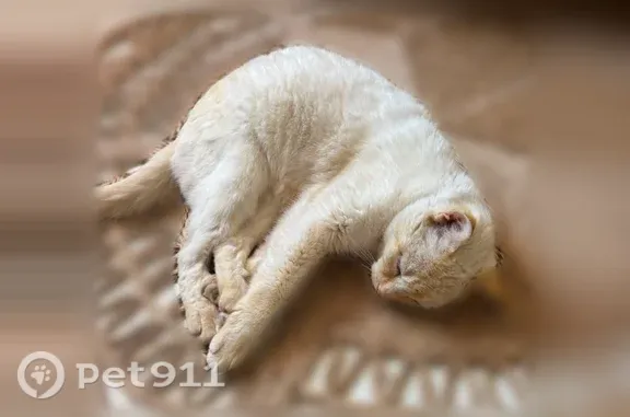 Chat perdu mâle, Avenue de la Musicienne, 2, Lège-Cap-Ferret, Paris - yeux bleus - photo