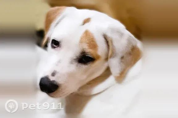 Lost dog, Hollow Creek Road, 55, Hayden — female, all white with tan markings - photo