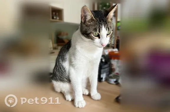 Perdu chat mâle à Avenue du Golf, 2, Saint-Germain-lès-Corbeil, Mérignac - pucé - photo