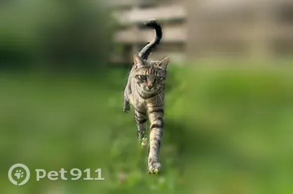 Perdu chat femelle, Rue de Gouesnou, Brest - tigrée, pucée et stérilisée - photo