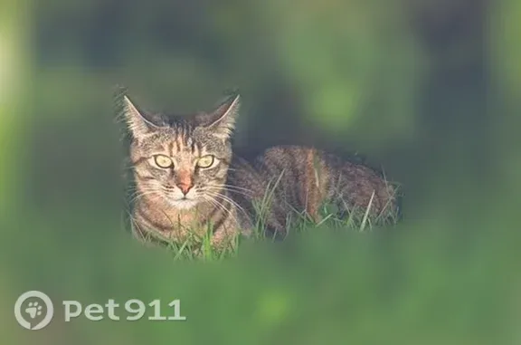 Chat disparu Fille, Brest (fl598736) - photo