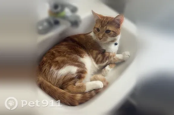 Lost pets Fort Wayne, photo: Lost cat, Walkers Ridge, 4514, Fort Wayne - male, orange with white paws