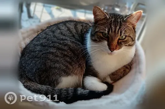Chat perdu mâle, Route de Houlle, Moulle, Paris - grand et miaule fort - photo