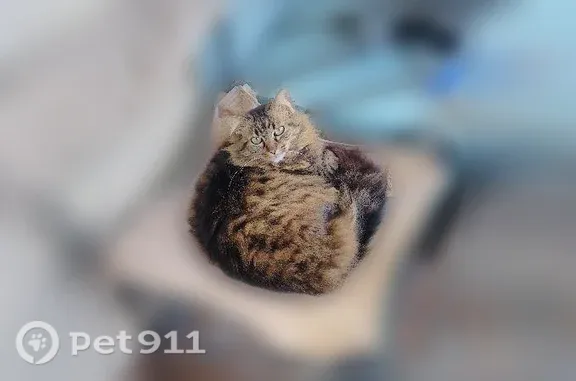 Chat perdu, Crêches-sur-Saône, photo: Chat perdu femelle, Rue Gambetta, 35, Mâcon, Crêches-sur-Saône - un peu farouche