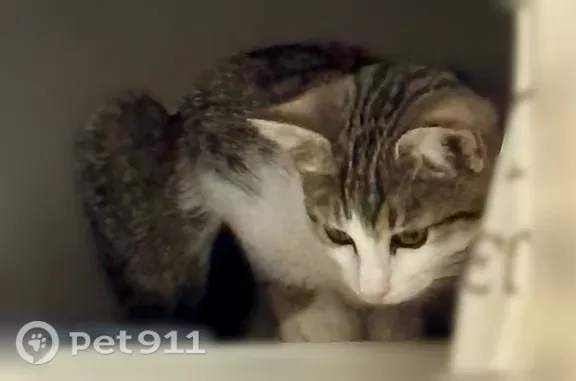 Chat perdu, Rue Christian Moench, 20, Nancy, Paris - femelle pucée - photo