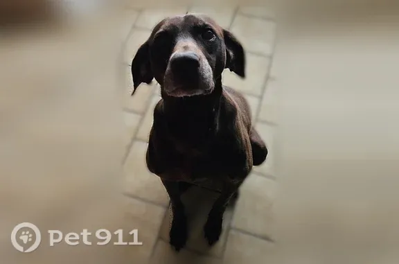 Perdu chien femelle, Chemin de Dauge, Momuy, Bourg — braque allemand de bientôt 14 ans - photo
