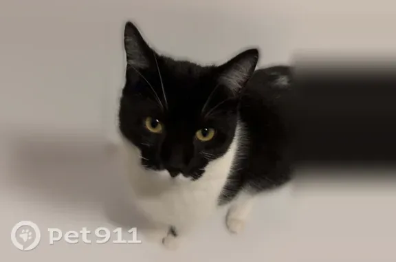 Chat perdu mâle, Rue Guillaume Apollinaire, 53, Hénin-Beaumont — chat noir et blanc - photo