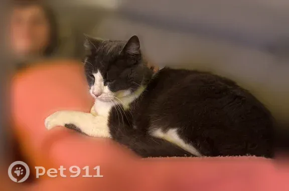Chat disparu Garçon, Auriol (fl598749) - photo