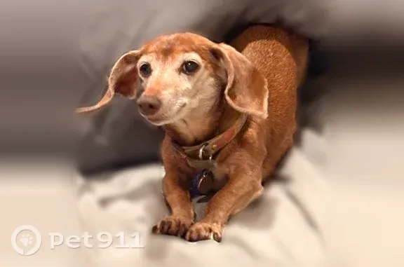 Lost pets Farmingdale, photo: Lost dog, Greiner Road, 10067, Clarence, Farmingdale - small senior female dachshund