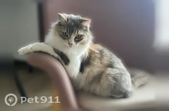 Perdu Chat femelle, Rue Louis Blériot, 36, Saint-Médard-en-Jalles - pucée - photo