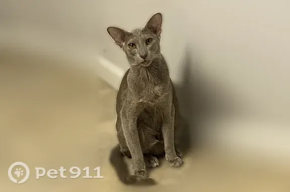 Grey/lilac shorthair oriental, small for her breed, timid and easily scared, she will probably be hiding.