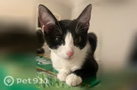 Lost cat, Lawrenceville Highway, 4597, Tucker, Atlanta — small, no tail - photo