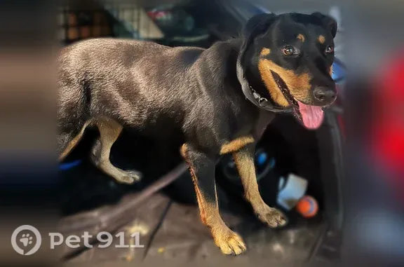Found dog, Nolda Street, 5367, Houston - photo
