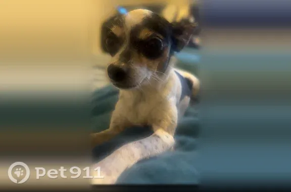 Lost dog, Autumn Creek Court, 11133, Indianapolis — female, very skittish - photo