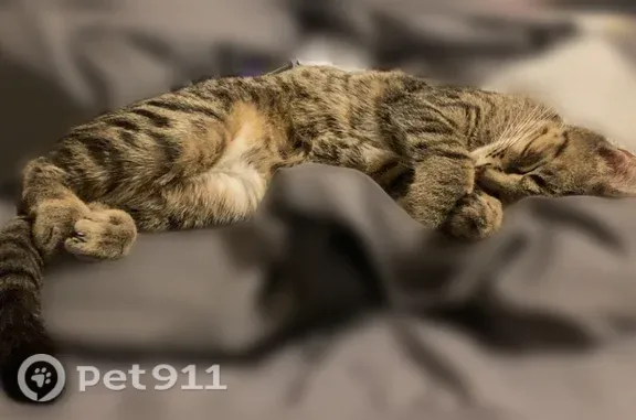 Lost cat, West Sierra Drive, 4171, Bloomington — male, black and brown striped fur - photo