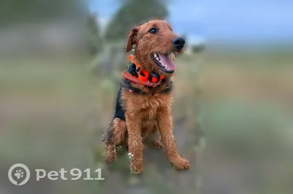 Airedale Terrier. About 40 pounds. Brown and black course hair. Has a collar on with owner contact information.