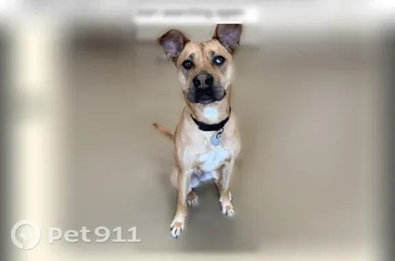 Lost dog, Pendergast Road, New York, Manhattan - female, light tan, floppy ears - photo
