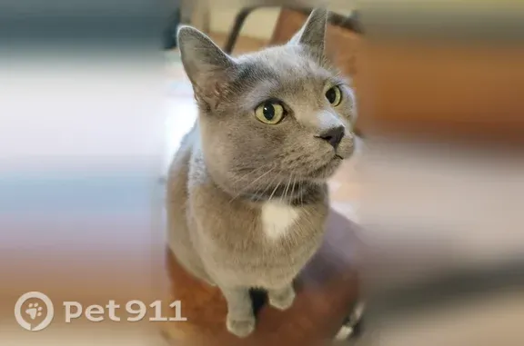 Lost cat, Manchester Road, 7302, Maplewood - male, bobtail, wearing a collar with a black QR code pendant - photo