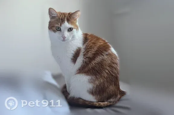 Chat perdu mâle, Mail du Moulin Clair, 3, Saint-Fargeau-Ponthierry - photo