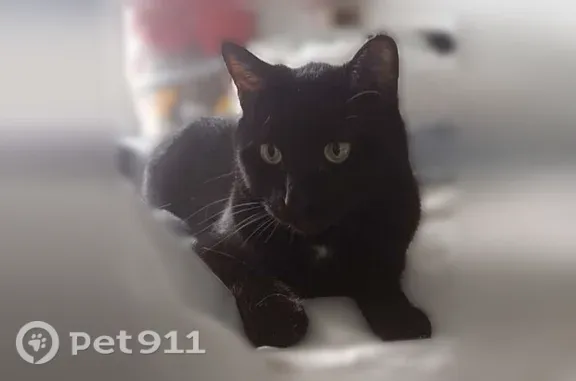 Chat perdu mâle, Rue du Marais, 8, Magny-sur-Tille, Chevigny-Saint-Sauveur — très craintif, identifié - photo
