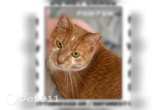 Lost pets Dix Hills, photo: Lost cat, Dix Hills, New York, Manhattan - shy orange male with a tipped ear