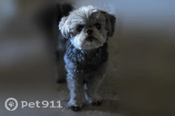 Lost pets Redding, photo: Lost dog, Shining Star Way, Redding, Rocklin — gray, hard of hearing, very shy