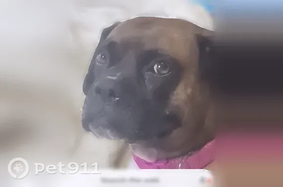 Lost dog, North Jeanette Avenue, 2947, Wichita — female Boxer - photo
