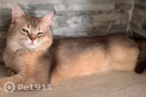 Chat perdu, Paris, photo: Chat perdu mâle, Allée Raspail, Bondy, Paris - British Shorthair, puce électronique